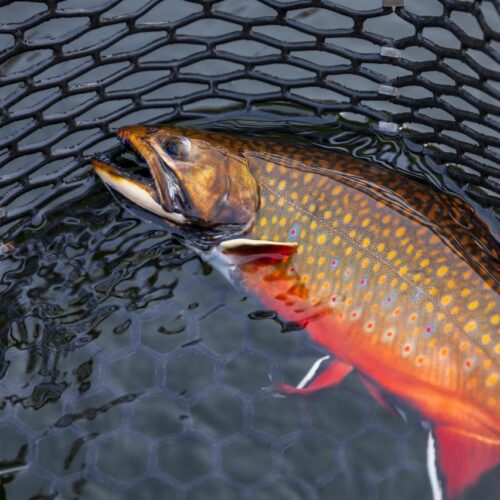 Bachsaibling salvelinus fontinalis